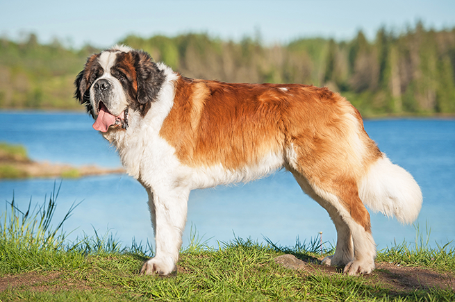 World's Biggest Dog Breeds You Can't Help but Admire