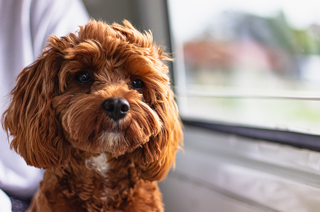 The Ultimate Guide to Cavoodles: Discovering All You Need to Know About the Cavalier King Charles Poodle Mix
