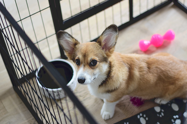 Complete Guide: Crate Training Do's & Don'ts