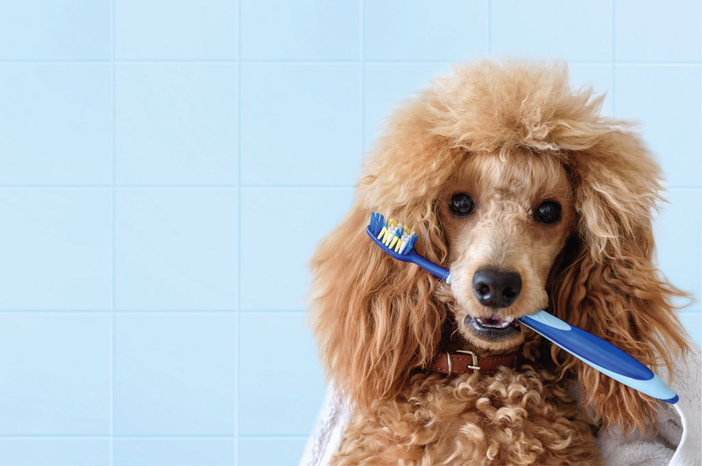 Importance of Maintaining Good Dental Hygiene for Your Furry Companion