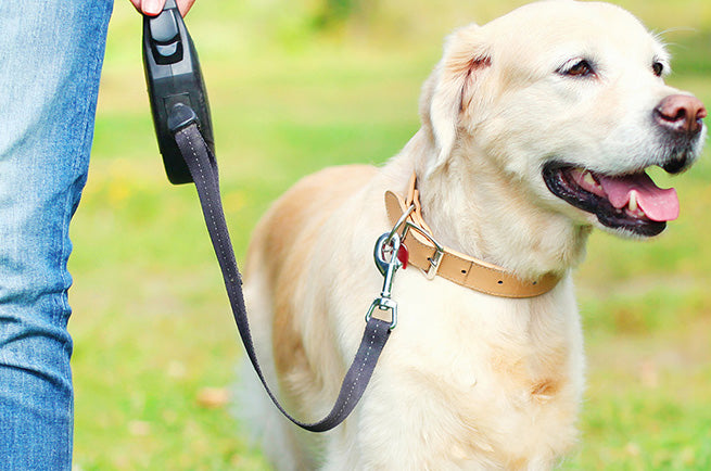3 Best Dog Leashes for Training