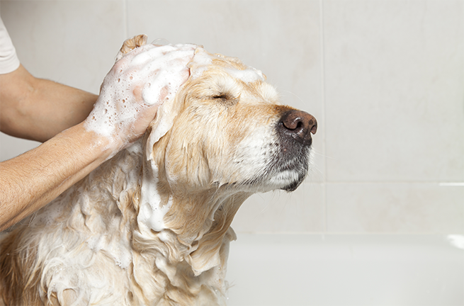 Why Should You Stop Using Human Shampoo on Dogs?