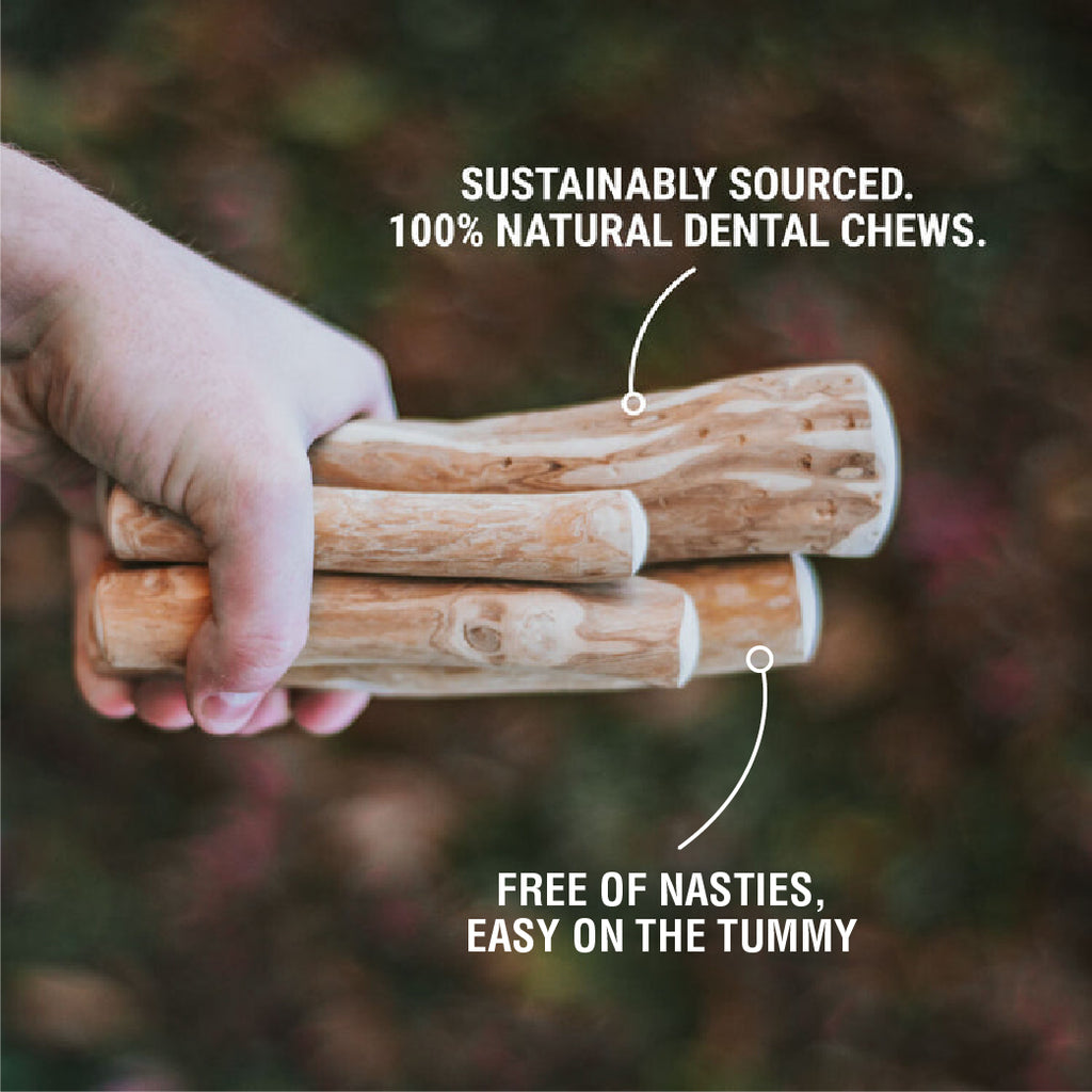 Coffee wood chew sticks information