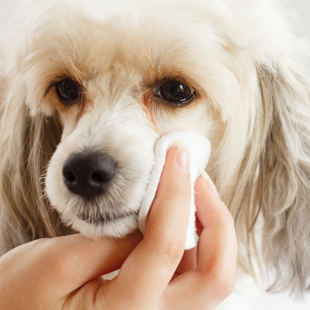 Cleaning poodle dog's eyes with Tinytails eye wipes